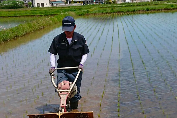 当農園の米づくり